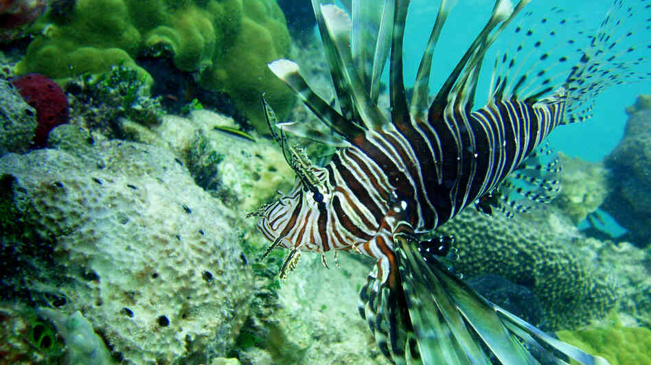 Lionfish, like this one spotted in the Bahamas, are a nonnative predatory fish that can decimate native fish populations. Lionfish, like this one spotted in the Bahamas, are a nonnative predatory fish that can decimate native fish populations.