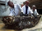 Workers at the National Museum of Kenya show a coelacanth caught by Kenyan fishermen in 2001. Workers at the National Museum of Kenya show a coelacanth caught by Kenyan fishermen in 2001.