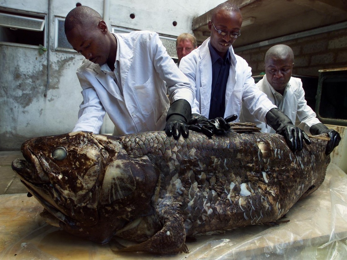Workers at the National Museum of Kenya show a coelacanth caught by Kenyan fishermen in 2001. Workers at the National Museum of Kenya show a coelacanth caught by Kenyan fishermen in 2001.