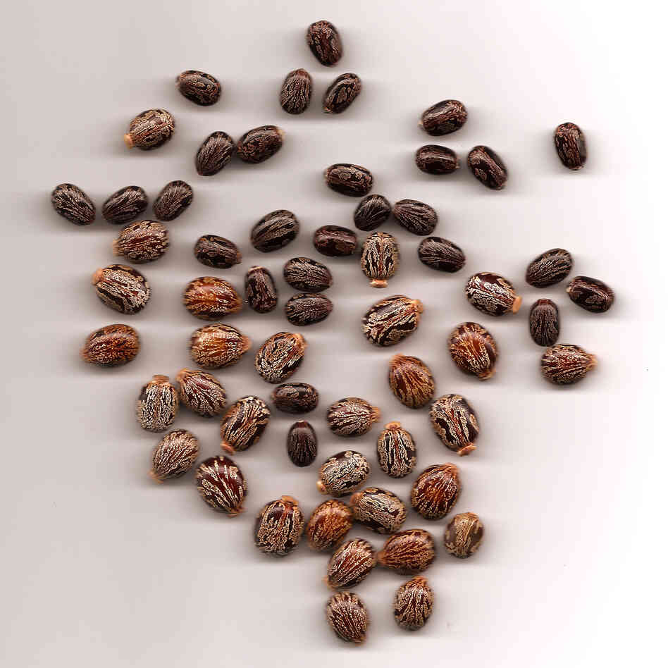 Castor beans can be crushed to extract oil, or processed to make ricin Castor beans can be crushed to extract oil, or processed to make ricin