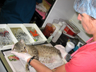 The Miami-based Cat Network operates a program that traps, neuters and releases feral cats back to their colonies. A bill before the Florida Legislature would offer legal protection to those programs. The Miami-based Cat Network operates a program that traps, neuters and releases feral cats back to their colonies. A bill before the Florida Legislature would offer legal protection to those programs.
