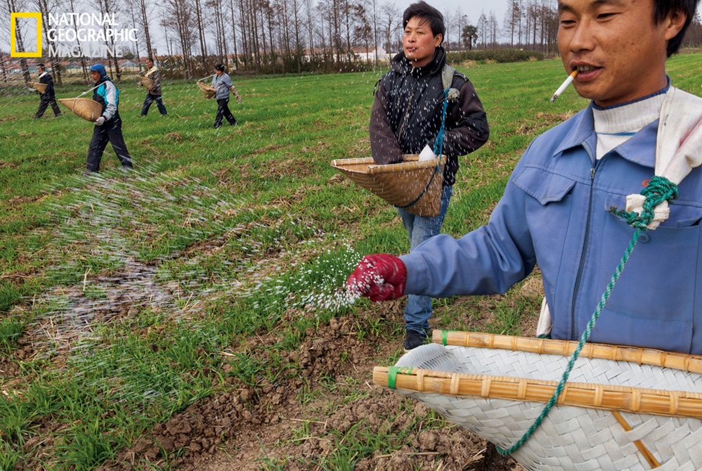 Workers at a cooperative farm near Shanghai scatter fertilizer across fields of winter wheat. Image from the May issue of National Geographic magazine.