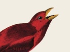 snapper cover snapper cover