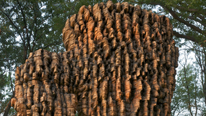 Luba, 2010. Cedar, graphite, bronze. 212" x 139" x 88".