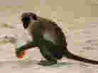 Monkey on beach