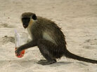 Monkey on beach Monkey on beach