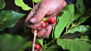 A worker collects coffee beans at a farm in Cuatro Esquinas on the outskirts of Diriamba, some 32 km south of Managua. Central America is one of main producers of the best Arabica Coffee.