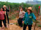 Workers in a Chinese vineyard pause for a break in the new documentary Red Obsession.