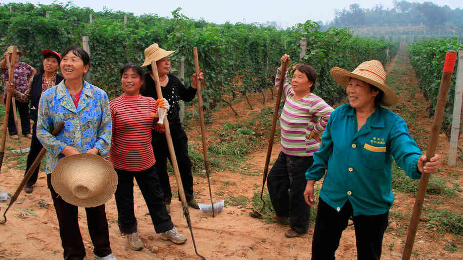 Workers in a Chinese vineyard pause for a break in the new documentary Red Obsession. Workers in a Chinese vineyard pause for a break in the new documentary Red Obsession.
