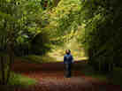 A woman walks along a path lined with deciduous trees in Wendover Woods on October 11, 2009 in Buckinghamshire, England. A woman walks along a path lined with deciduous trees in Wendover Woods on October 11, 2009 in Buckinghamshire, England.