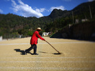 Coffee beans are raked to dry in the sun in western Guatemala. Coffee beans are raked to dry in the sun in western Guatemala.