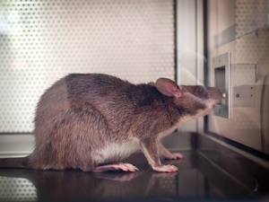 A rat learns to smell tuberculosis in patient samples. A rat learns to smell tuberculosis in patient samples.
