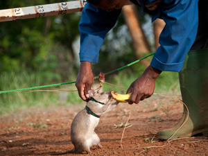 Harnessed up and ready to detect landmines: A rat earns a nibble of a banana after successfully sniffing out explosives at APOPO in Morogoro, Tanzania. Harnessed up and ready to detect landmines: A rat earns a nibble of a banana after successfully sniffing out explosives at APOPO in Morogoro, Tanzania.