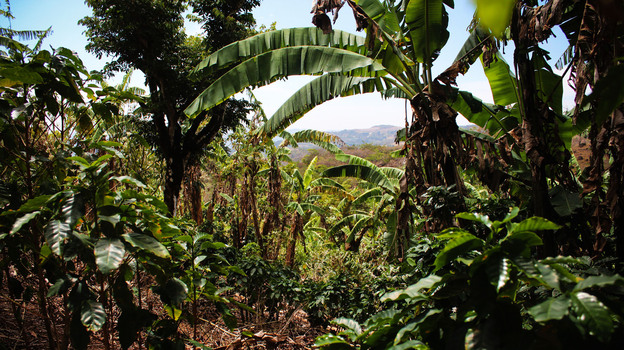 Luis Fernando Vasquez's coffee farm in Costa Rica. Vasquez says farmers have changed their methods in recent years. Where they once would cut down trees, he says, "now we are coming to understand that the tree plays a role" in a healthy coffee plant ecosystem. Luis Fernando Vasquez's coffee farm in Costa Rica. Vasquez says farmers have changed their methods in recent years. Where they once would cut down trees, he says, "now we are coming to understand that the tree plays a role" in a healthy coffee plant ecosystem.