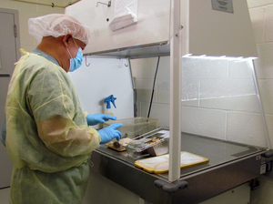 In this Jan. 18 photo provided by the NYU Langone Medical Center, a technician examines mice to determine their health at the hospital's complex in New York. In this Jan. 18 photo provided by the NYU Langone Medical Center, a technician examines mice to determine their health at the hospital's complex in New York.