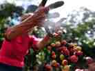 A worker collects coffee beans at a farm in Cuatro Esquinas, on the outskirts of Diriamba.