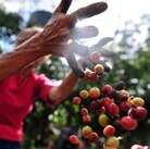 A worker collects coffee beans at a farm in Cuatro Esquinas, on the outskirts of Diriamba. A worker collects coffee beans at a farm in Cuatro Esquinas, on the outskirts of Diriamba.