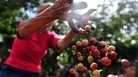 A worker collects coffee beans at a farm in Cuatro Esquinas, on the outskirts of Diriamba. A worker collects coffee beans at a farm in Cuatro Esquinas, on the outskirts of Diriamba.
