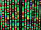 A digital representation of the human genome at the American Museum of Natural History in New York City. A digital representation of the human genome at the American Museum of Natural History in New York City.