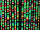 A digital representation of the human genome at the American Museum of Natural History in New York City. A digital representation of the human genome at the American Museum of Natural History in New York City.