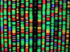 A digital representation of the human genome at the American Museum of Natural History in New York City. A digital representation of the human genome at the American Museum of Natural History in New York City.
