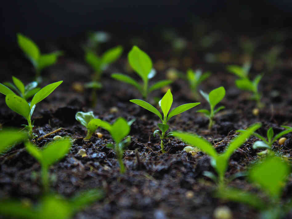 These seedlings at CATIE (multiplied through advanced laboratory techniques) represent a new experimental line of coffee that's resistant to leaf blight. These seedlings at CATIE (multiplied through advanced laboratory techniques) represent a new experimental line of coffee that's resistant to leaf blight.
