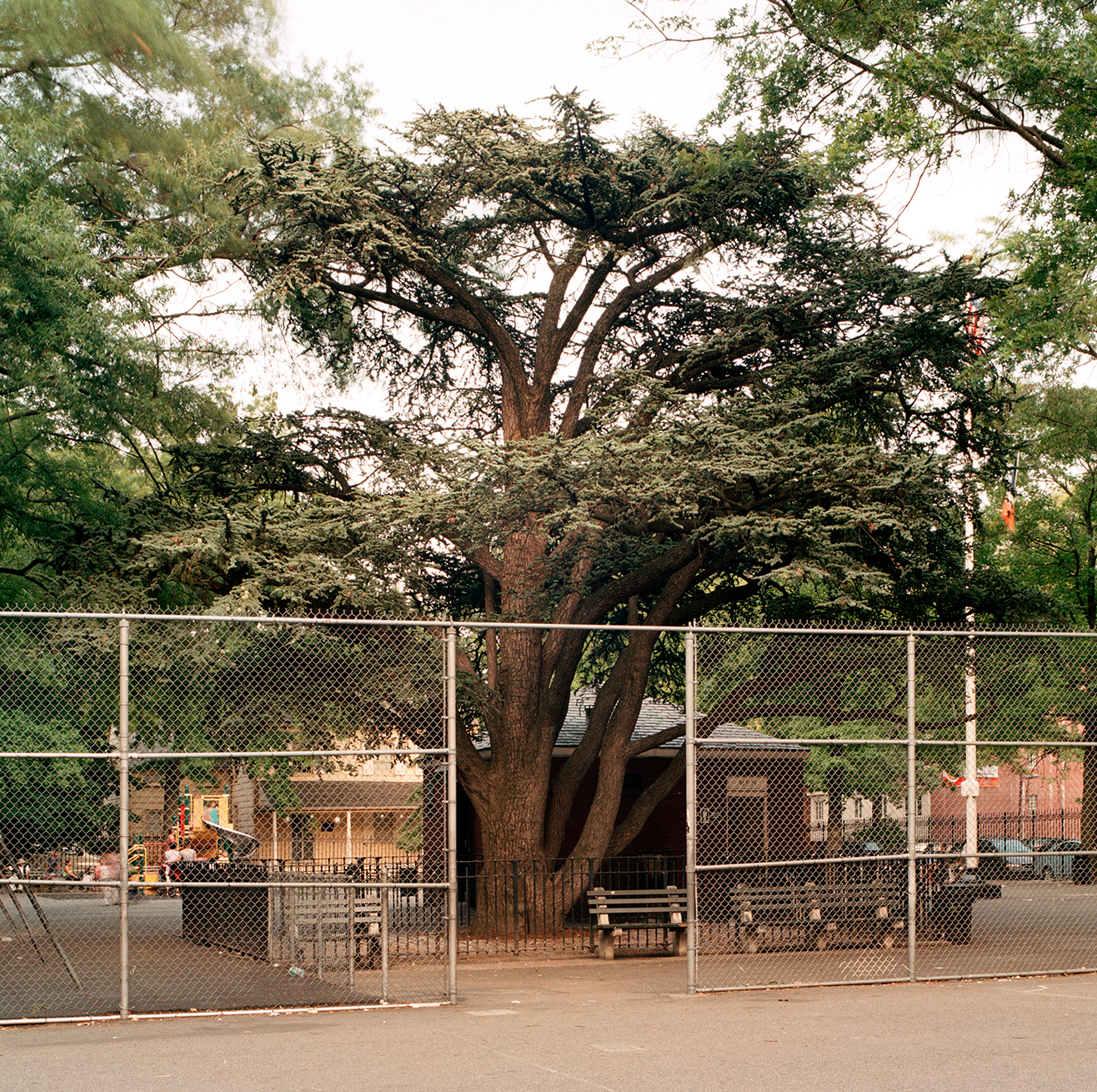 Cedar of Lebanon in Weeping Beech Park, Flushing, Queens, taken on July 28, 2010. The multiple trunks had a combined diameter of 100.5 inches. The height was approximately 30 feet. The tree is about 120 years old.