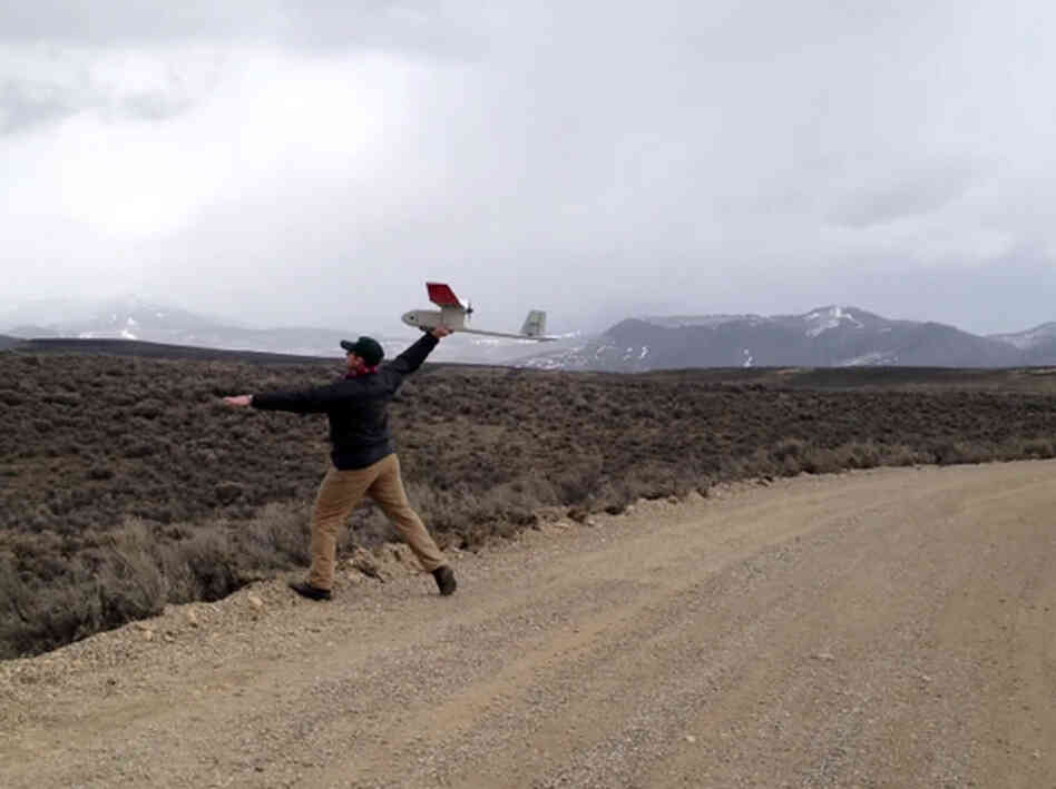 The 4-pound Raven A drone is launched by hand. Researchers hope thermal and photographic imaging from the drones can help accurately estimate animal populations. The 4-pound Raven A drone is launched by hand. Researchers hope thermal and photographic imaging from the drones can help accurately estimate animal populations.