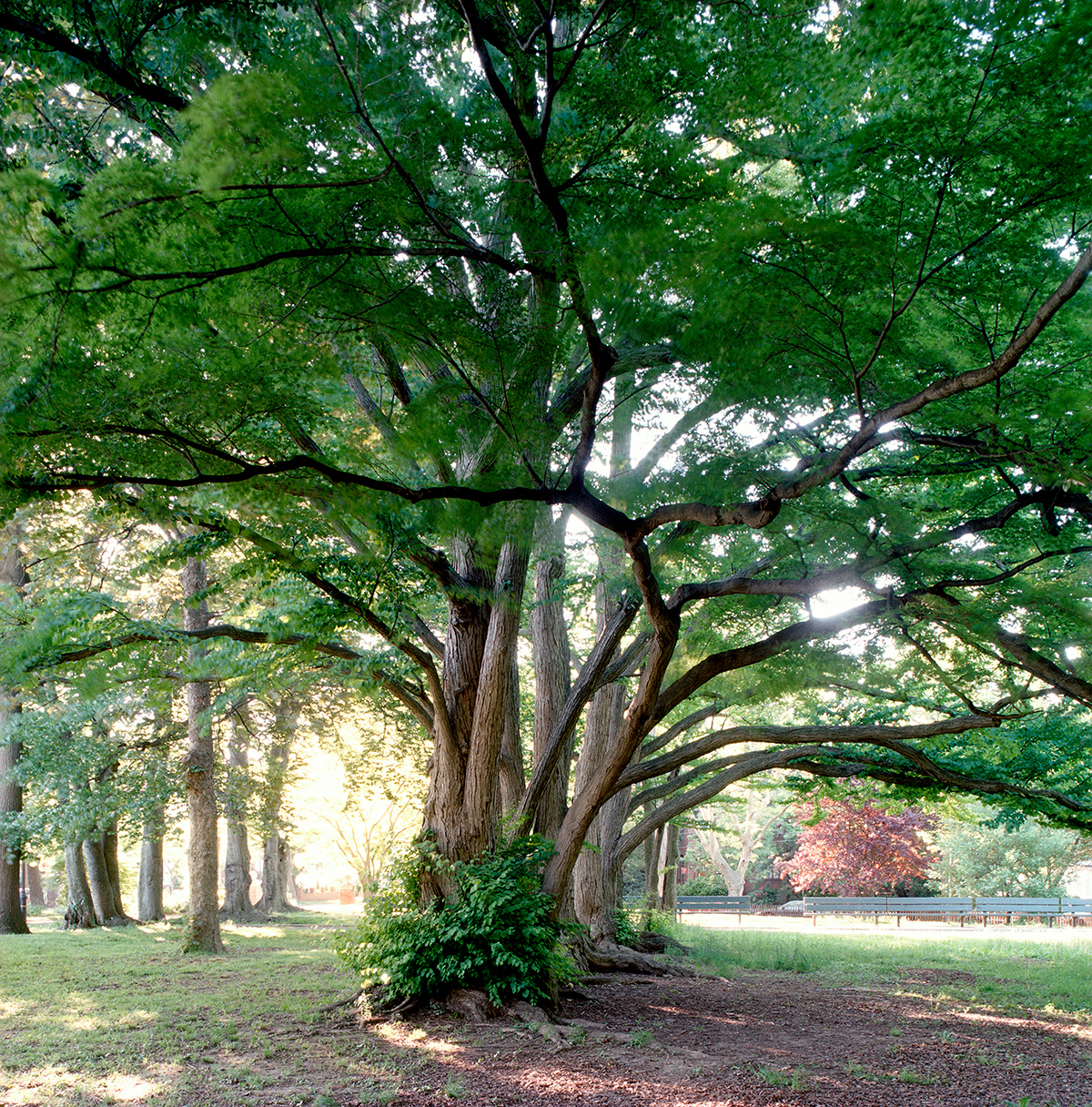 Katsura trees in Kissena Park, Queens, taken on May 21, 2009. The multiple trees -- originally planted as saplings in a nursery row -- are now fused together as a single tree. They're more than 107 years old.