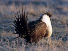 Researchers are using small remote-controlled planes to survey the populations of the greater sage grouse. Researchers are using small remote-controlled planes to survey the populations of the greater sage grouse.
