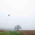 April 30, 2012. "That Tree" is an ancient Bur Oak growing on the edge of a cornfield near Platteville, Wis.