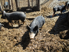 Berkshire pigs on Happy Hula Farm, a member of the Eden Farms collective. Berkshire pigs on Happy Hula Farm, a member of the Eden Farms collective.