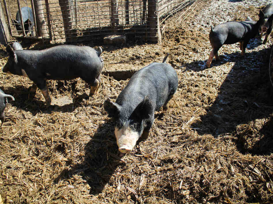 Berkshire pigs on Happy Hula Farm, a member of the Eden Farms collective. Berkshire pigs on Happy Hula Farm, a member of the Eden Farms collective.