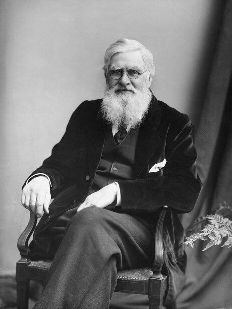 The research of British naturalist Alfred Russel Wallace (1823-1913) played a pivotal role in developing the theory of natural selection. But over time, Charles Darwin became almost universally thought of as the father of evolution.