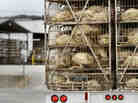 A truckload of live turkeys arrives at a Cargill plant in Springdale, Ark., in 2011. Most turkeys in the U.S. are regularly given low doses of antibiotics. A truckload of live turkeys arrives at a Cargill plant in Springdale, Ark., in 2011. Most turkeys in the U.S. are regularly given low doses of antibiotics.
