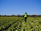 American farms like this iceberg lettuce field owned by Duda Farm Fresh Foods outside Salinas, Calif., are facing a dwindling supply of farmworkers from rural Mexico. American farms like this iceberg lettuce field owned by Duda Farm Fresh Foods outside Salinas, Calif., are facing a dwindling supply of farmworkers from rural Mexico.