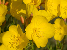 Evening primrose, also known as sundrops, may be more useful in the garden than in the medicine cabinet. Evening primrose, also known as sundrops, may be more useful in the garden than in the medicine cabinet.