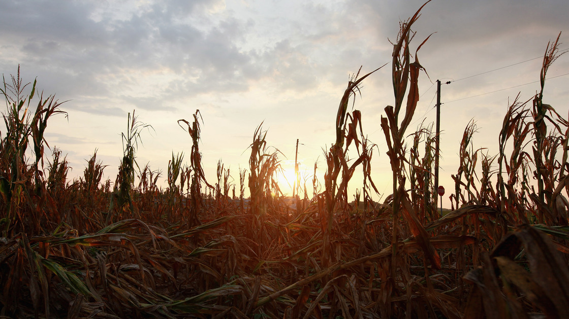 Corn plants dry in a drought-stricken farm field near Fritchton, Ind., last summer. Corn plants dry in a drought-stricken farm field near Fritchton, Ind., last summer.