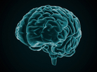 Brain Brain