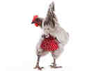 Clucking all the way to the bank: A hen models a polka-dot diaper from MyPetChicken.com, a multimillion-dollar business that sells everything from chicken caviar treats to day-old birds. Clucking all the way to the bank: A hen models a polka-dot diaper from MyPetChicken.com, a multimillion-dollar business that sells everything from chicken caviar treats to day-old birds.