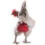 Clucking all the way to the bank: A hen models a polka-dot diaper from MyPetChicken.com, a multimillion-dollar business that sells everything from chicken caviar treats to day-old birds.