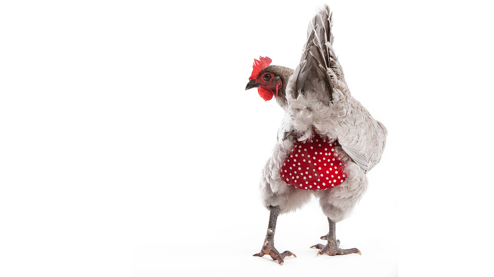 Clucking all the way to the bank: A hen models a polka-dot diaper from MyPetChicken.com, a multimillion-dollar business that sells everything from chicken caviar treats to day-old birds.