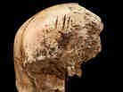 The four cuts at the top of this skull "are clear chops to the forehead," says Smithsonian forensic anthropologist Douglas Owsley. Based on forensic evidence, researchers think the blows were made after the person died. The four cuts at the top of this skull "are clear chops to the forehead," says Smithsonian forensic anthropologist Douglas Owsley. Based on forensic evidence, researchers think the blows were made after the person died.