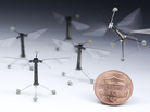 These robotic flies, which were built in a Harvard lab, can flap their wings independently of each other and fly around while tethered to a power and control wire. These robotic flies, which were built in a Harvard lab, can flap their wings independently of each other and fly around while tethered to a power and control wire.