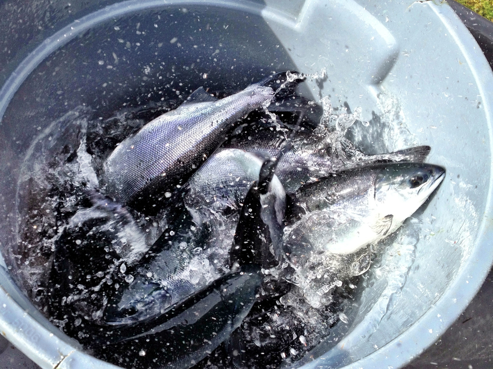 These sockeye salmon were raised at a land-based fish farm in Langley, British Columbia.