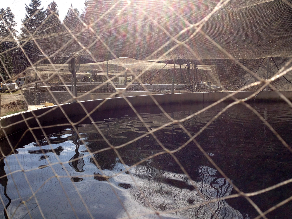 A view of one of Willowfield's land-locked sockeye tanks.