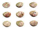 Haliotidae Haliotis shells collected by L.H. Snyder on Aug. 5, 1939, off an island in what is now Kangwon province in North Korea. Some Haliotis species are now critically threatened with extinction.