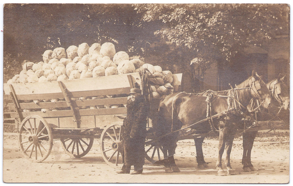 Fifty-three-hundred pounds of drumhead cabbage on its way to sauerkraut near Roaring Spring in Morrisons Cove, Blair County, Pa., Oct. 17, 1912.