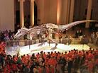 "Sue," the Tyranosaurus rex skeleton, is one of the most famous exhibits at Chicago's Field Museum of Natural History "Sue," the Tyranosaurus rex skeleton, is one of the most famous exhibits at Chicago's Field Museum of Natural History