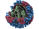 Influenza covers it's shell with two types of accessories: the H spike, blue, and the N spike, red. Here the flu particle is sliced open to show its genetic material. Influenza covers it's shell with two types of accessories: the H spike, blue, and the N spike, red. Here the flu particle is sliced open to show its genetic material.